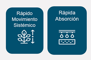 Asorbital beneficios